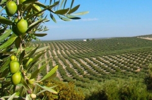 ANDALUCÍA | Jaén, Úbeda, Baeza y Cazorla