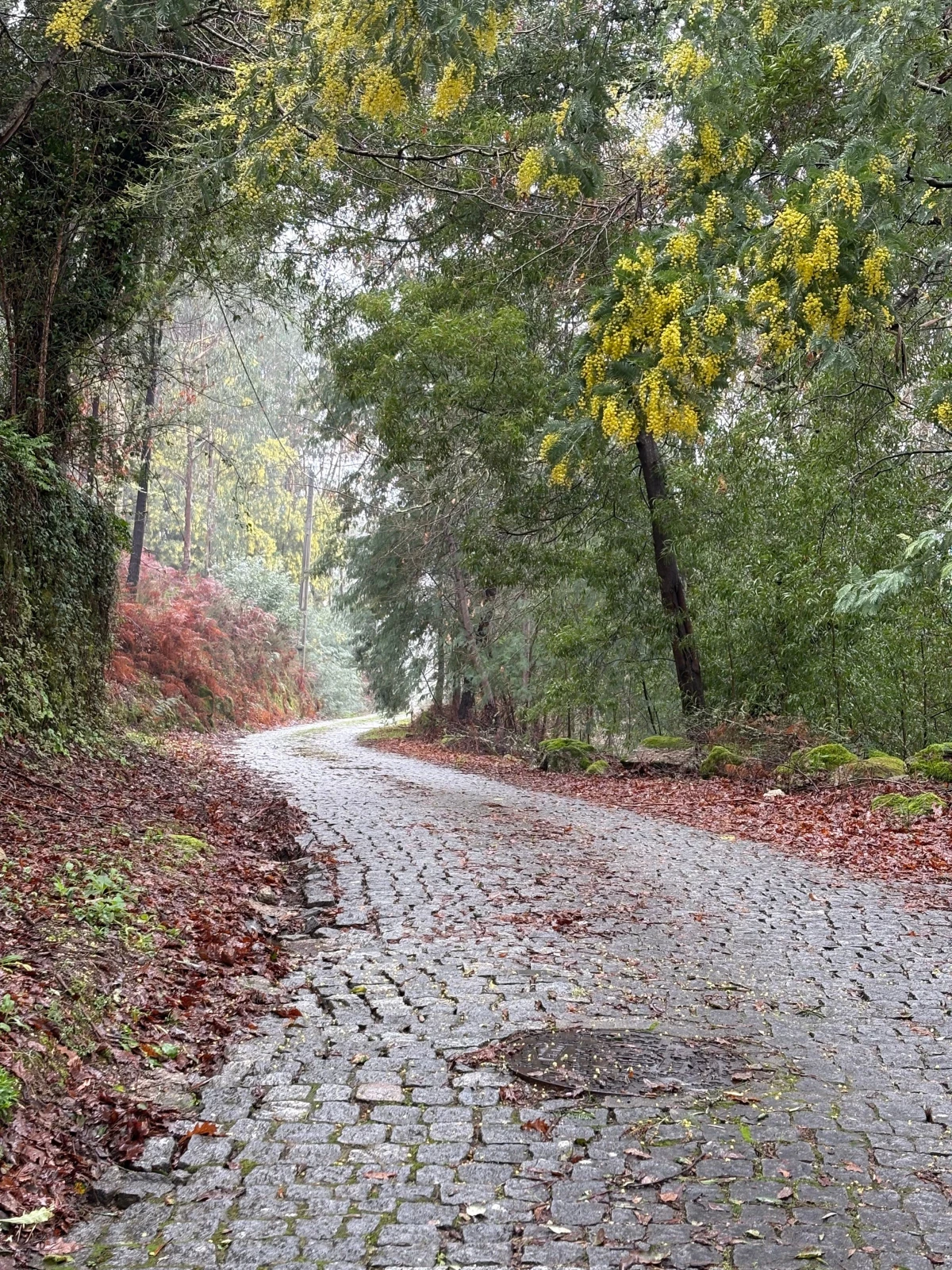 CAMINO PORTUGUÉS (Oporto - Tui)